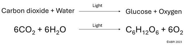 photosynthesis