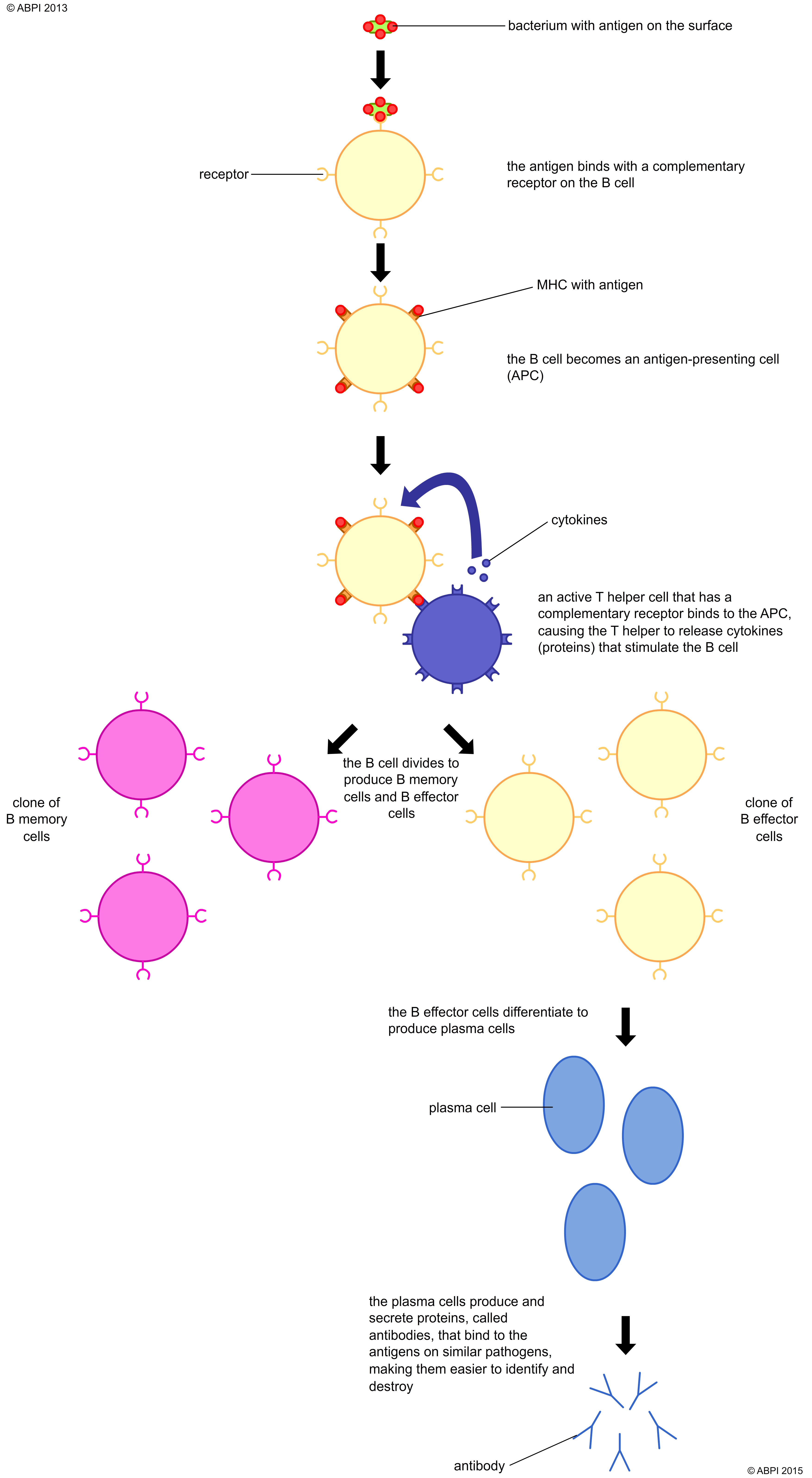 Pathogens31