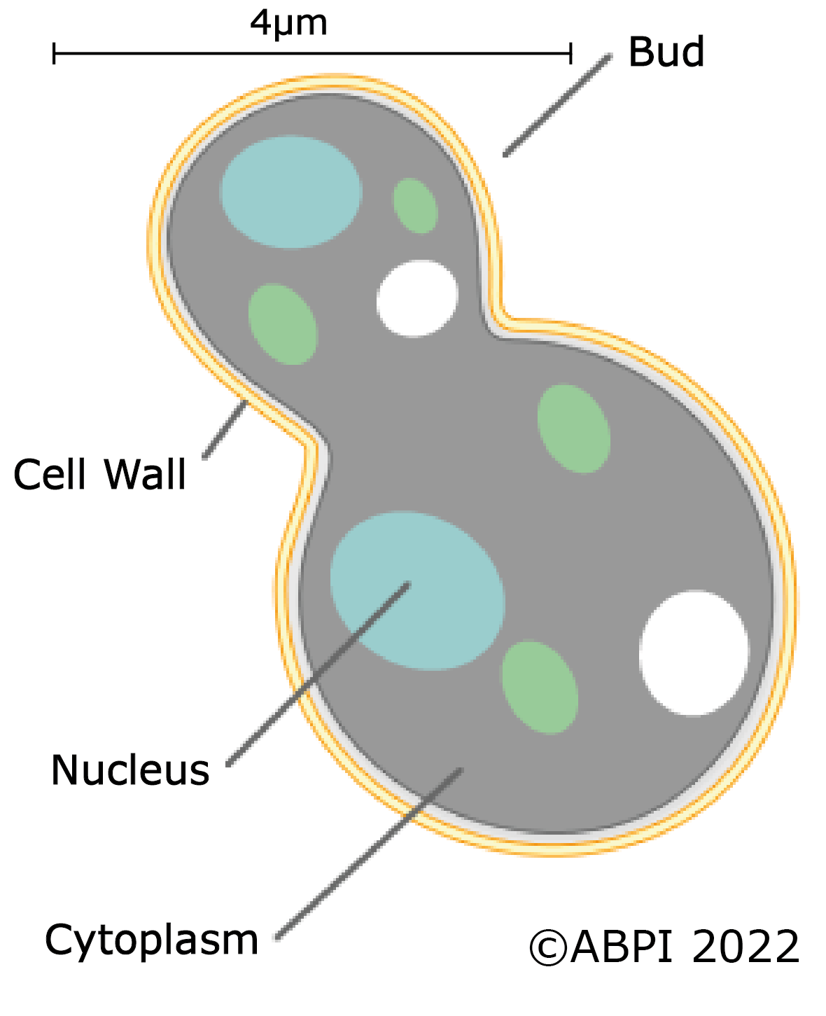 Yeast Diagram Scale