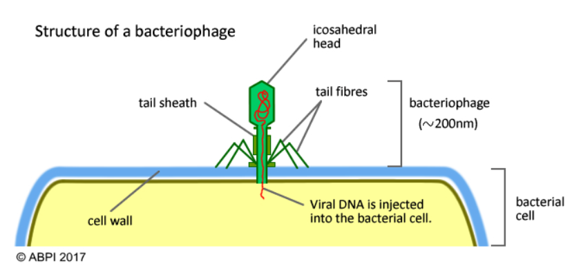 Bac. Phage