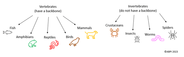 classifying