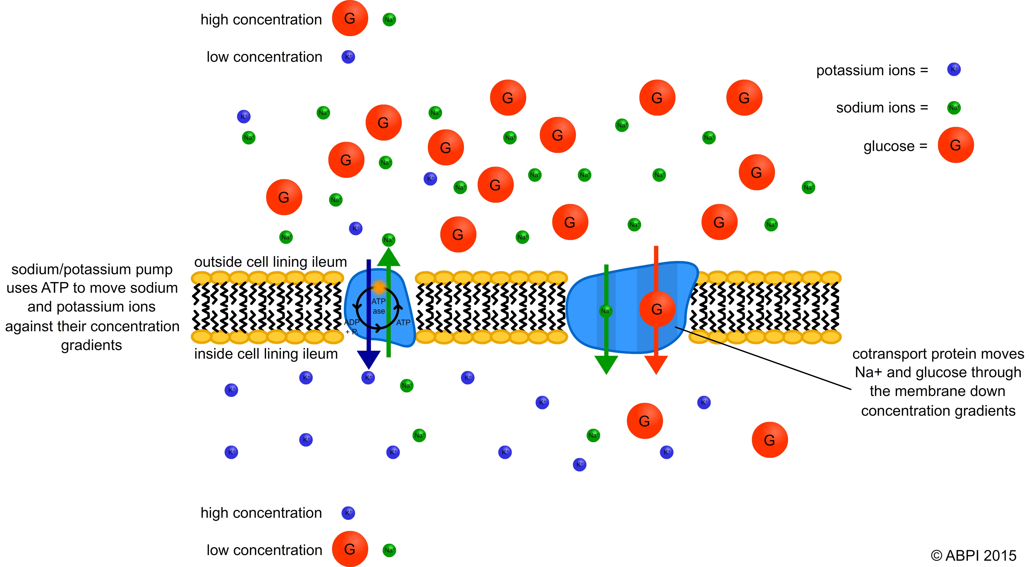 Active Transport In A Short Sentence