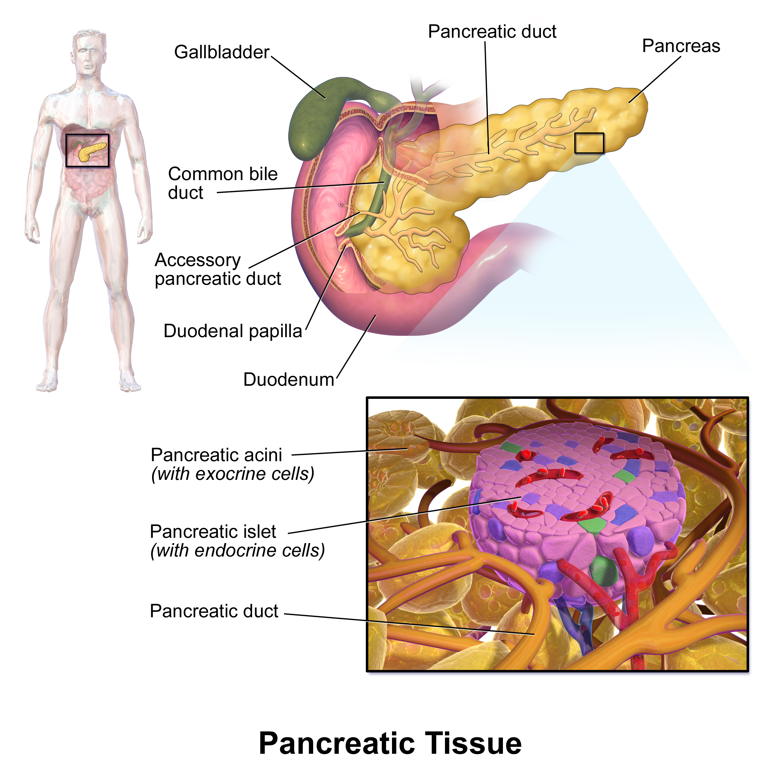 Pancreas Parts