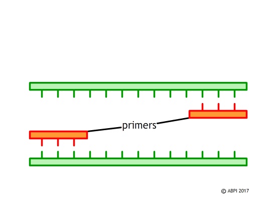 Polymerase9