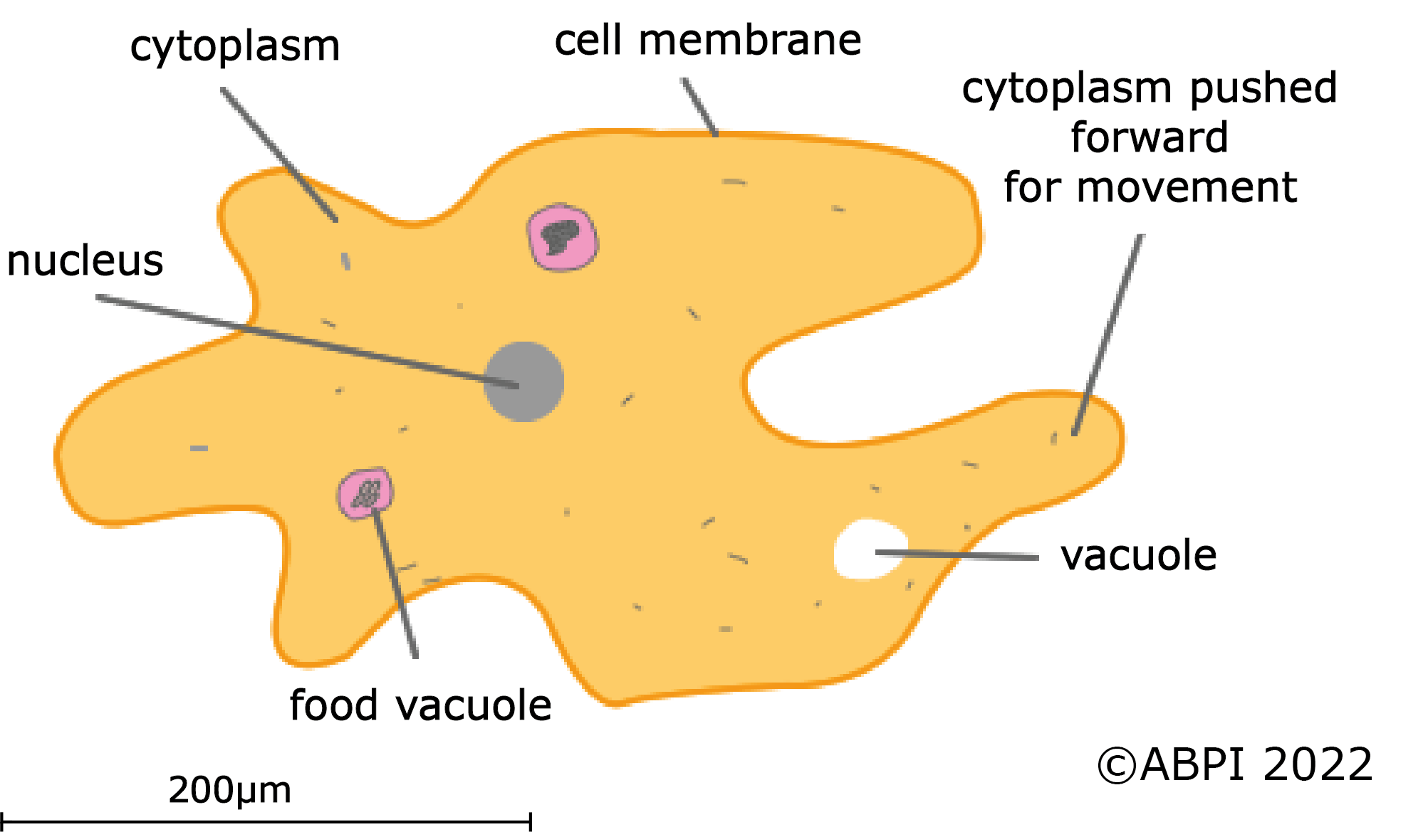 Amoeba Diagram Scale